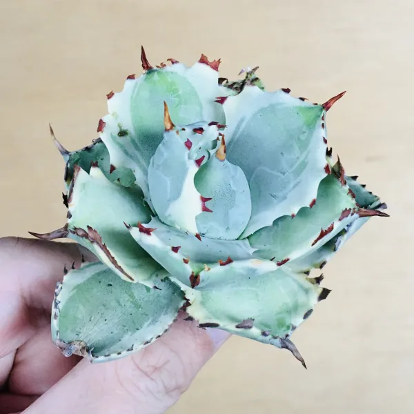 3 王妃甲蟹錦 厚葉 コンパクタ アガベ Agave isthmensis ‘Ohi Kabutogani’ f. variegata - 画像 3