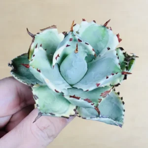 3 王妃甲蟹錦 厚葉 コンパクタ アガベ Agave isthmensis ‘Ohi Kabutogani’ f. variegata