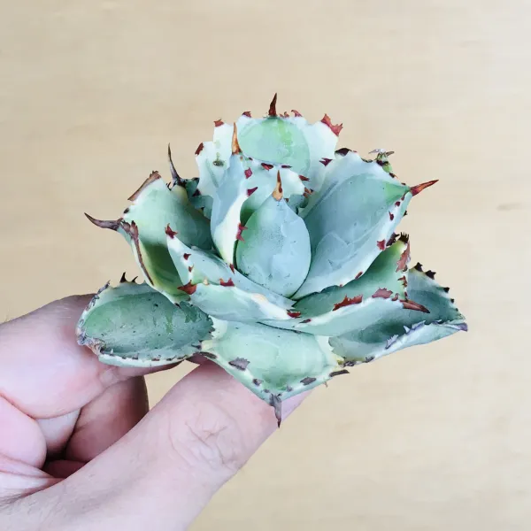 3 王妃甲蟹錦 厚葉 コンパクタ アガベ Agave isthmensis ‘Ohi Kabutogani’ f. variegata - 画像 4