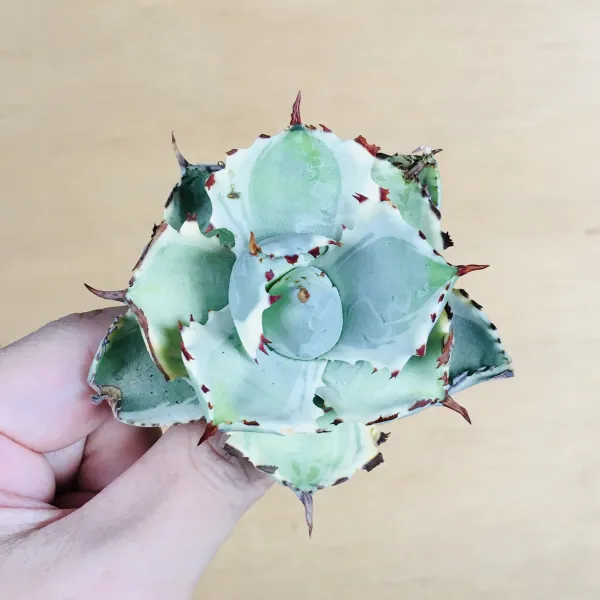 3 王妃甲蟹錦 厚葉 コンパクタ アガベ Agave isthmensis ‘Ohi Kabutogani’ f. variegata - 画像 5