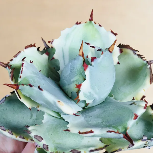 3 王妃甲蟹錦 厚葉 コンパクタ アガベ Agave isthmensis ‘Ohi Kabutogani’ f. variegata - 画像 7