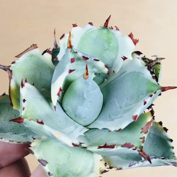 3 王妃甲蟹錦 厚葉 コンパクタ アガベ Agave isthmensis ‘Ohi Kabutogani’ f. variegata - 画像 6