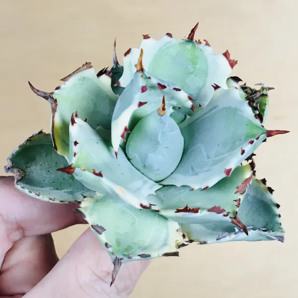 3 王妃甲蟹錦 厚葉 コンパクタ アガベ Agave isthmensis ‘Ohi Kabutogani’ f. variegata - 画像 8