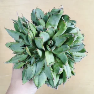 大型フィリグリークレステッド モンスト 綴化 TC株 アガベ チタノタ Agave titanota 'Filigree Crested'