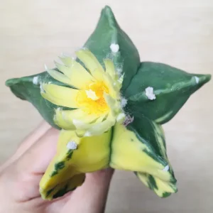 1 碧瑠璃鸞鳳玉錦 サボテン アストロフィツム Astrophytum myriostigma var. nudum variegata