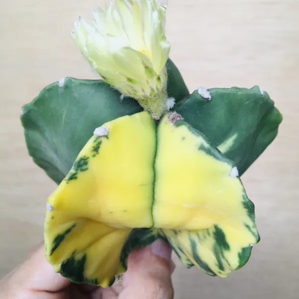 1 碧瑠璃鸞鳳玉錦 サボテン アストロフィツム Astrophytum myriostigma var. nudum variegata - 画像 2