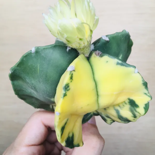 1 碧瑠璃鸞鳳玉錦 サボテン アストロフィツム Astrophytum myriostigma var. nudum variegata - 画像 3