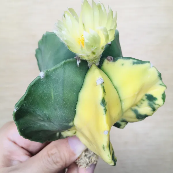 1 碧瑠璃鸞鳳玉錦 サボテン アストロフィツム Astrophytum myriostigma var. nudum variegata - 画像 4