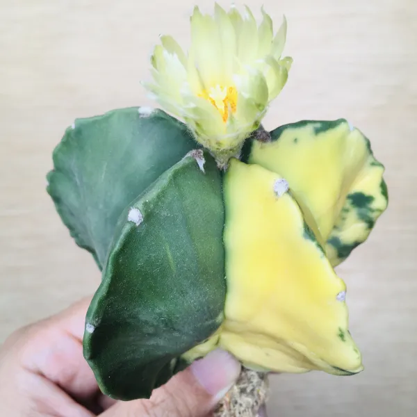 1 碧瑠璃鸞鳳玉錦 サボテン アストロフィツム Astrophytum myriostigma var. nudum variegata - 画像 5