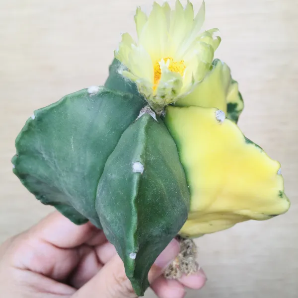 1 碧瑠璃鸞鳳玉錦 サボテン アストロフィツム Astrophytum myriostigma var. nudum variegata - 画像 6