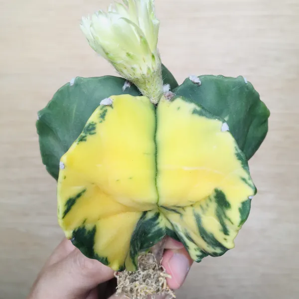 1 碧瑠璃鸞鳳玉錦 サボテン アストロフィツム Astrophytum myriostigma var. nudum variegata - 画像 7