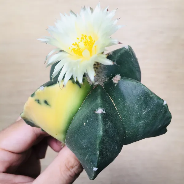 2 碧瑠璃鸞鳳玉錦 サボテン アストロフィツム Astrophytum myriostigma var. nudum variegata - 画像 4