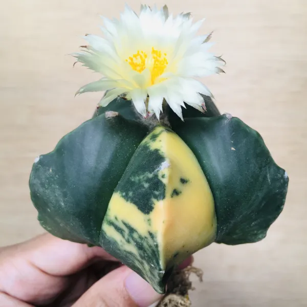 2 碧瑠璃鸞鳳玉錦 サボテン アストロフィツム Astrophytum myriostigma var. nudum variegata - 画像 5