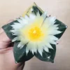 2 碧瑠璃鸞鳳玉錦 サボテン アストロフィツム Astrophytum myriostigma var. nudum variegata