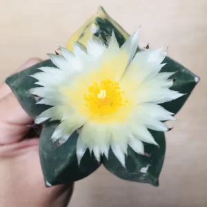 2 碧瑠璃鸞鳳玉錦 サボテン アストロフィツム Astrophytum myriostigma var. nudum variegata
