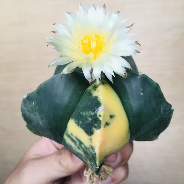 2 碧瑠璃鸞鳳玉錦 サボテン アストロフィツム Astrophytum myriostigma var. nudum variegata - 画像 3