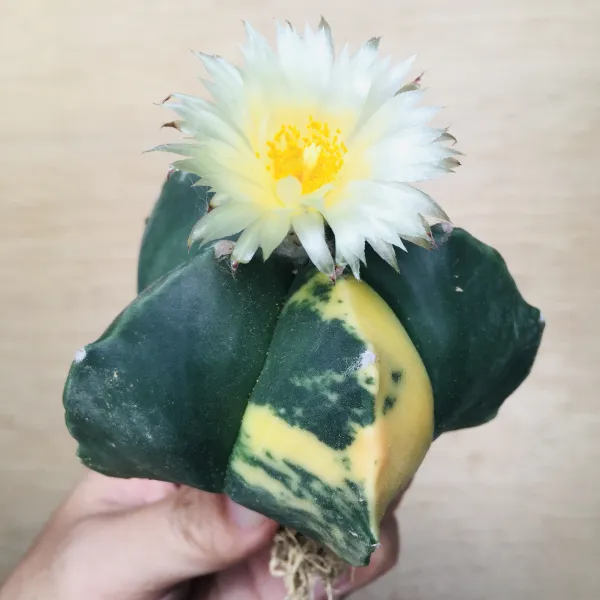 2 碧瑠璃鸞鳳玉錦 サボテン アストロフィツム Astrophytum myriostigma var. nudum variegata - 画像 2