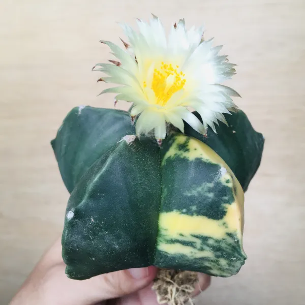 2 碧瑠璃鸞鳳玉錦 サボテン アストロフィツム Astrophytum myriostigma var. nudum variegata - 画像 6