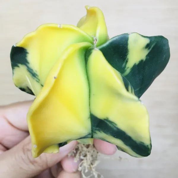 3 碧瑠璃鸞鳳玉錦 サボテン アストロフィツム Astrophytum myriostigma var. nudum variegata - 画像 4