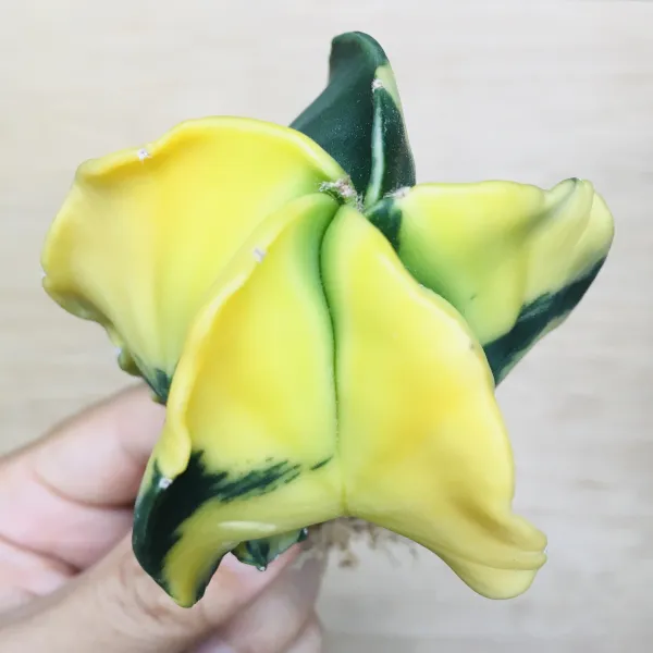 3 碧瑠璃鸞鳳玉錦 サボテン アストロフィツム Astrophytum myriostigma var. nudum variegata - 画像 2