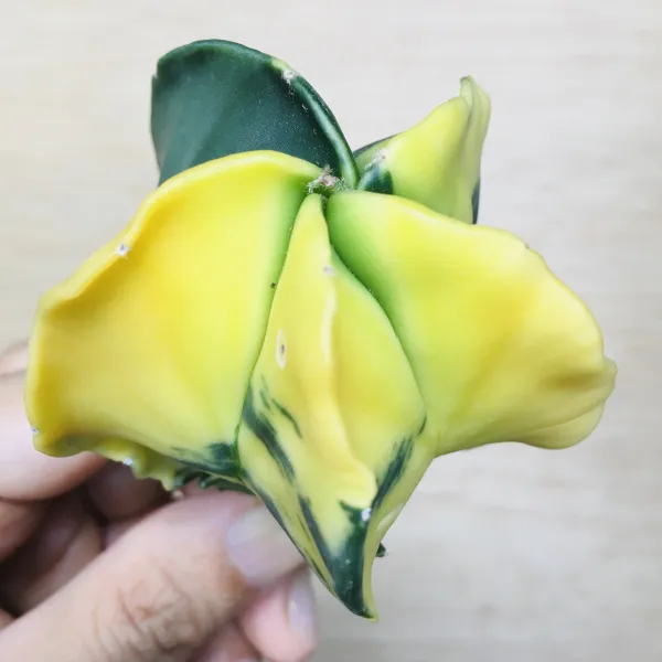 3 碧瑠璃鸞鳳玉錦 サボテン アストロフィツム Astrophytum myriostigma var. nudum variegata - 画像 3