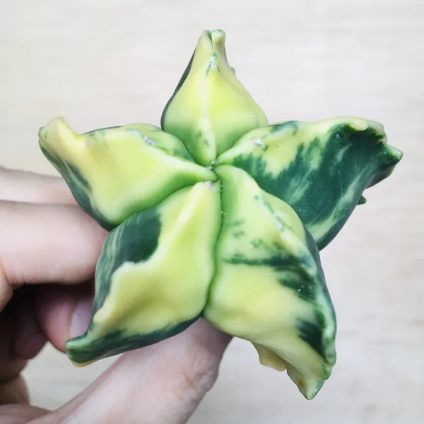 4 碧瑠璃鸞鳳玉錦 サボテン アストロフィツム Astrophytum myriostigma var. nudum variegata - 画像 3