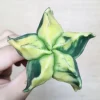 4 碧瑠璃鸞鳳玉錦 サボテン アストロフィツム Astrophytum myriostigma var. nudum variegata