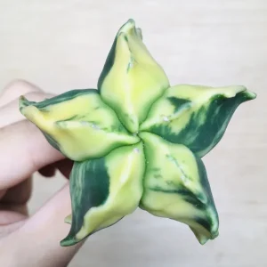 4 碧瑠璃鸞鳳玉錦 サボテン アストロフィツム Astrophytum myriostigma var. nudum variegata