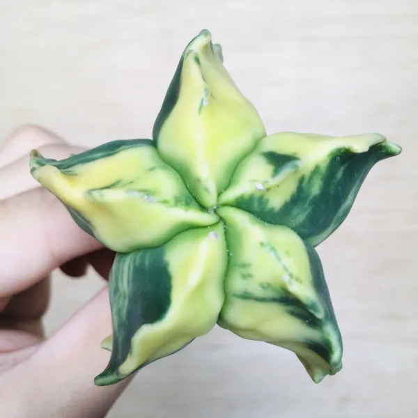 4 碧瑠璃鸞鳳玉錦 サボテン アストロフィツム Astrophytum myriostigma var. nudum variegata