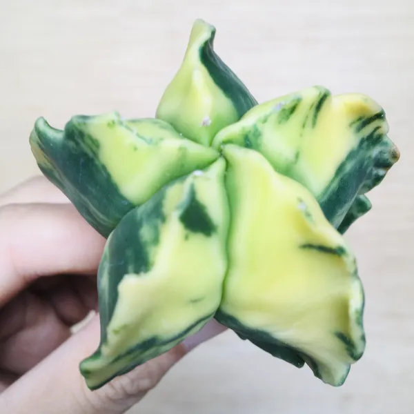 4 碧瑠璃鸞鳳玉錦 サボテン アストロフィツム Astrophytum myriostigma var. nudum variegata - 画像 2