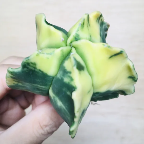 4 碧瑠璃鸞鳳玉錦 サボテン アストロフィツム Astrophytum myriostigma var. nudum variegata - 画像 4