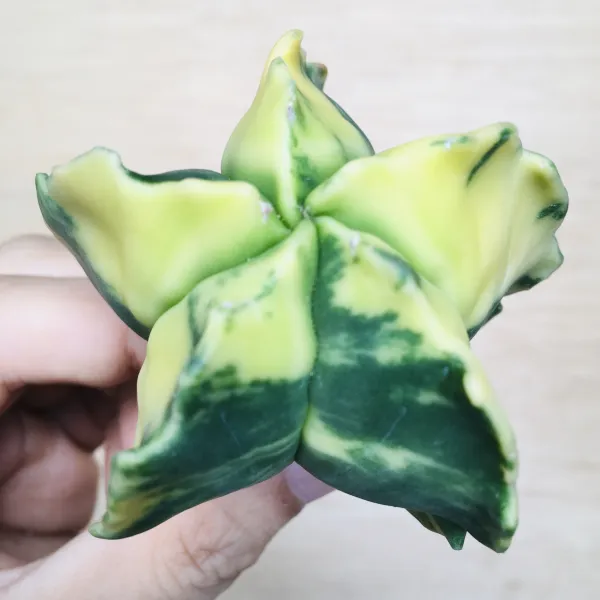 4 碧瑠璃鸞鳳玉錦 サボテン アストロフィツム Astrophytum myriostigma var. nudum variegata - 画像 5