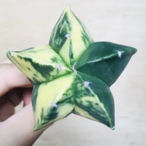5 碧瑠璃鸞鳳玉錦 サボテン アストロフィツム Astrophytum myriostigma var. nudum variegata