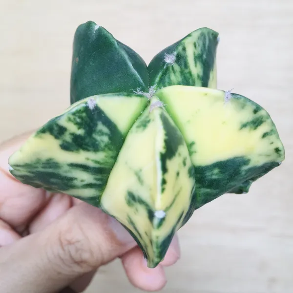 5 碧瑠璃鸞鳳玉錦 サボテン アストロフィツム Astrophytum myriostigma var. nudum variegata - 画像 2