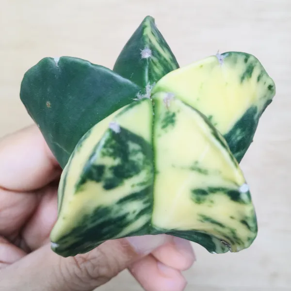 5 碧瑠璃鸞鳳玉錦 サボテン アストロフィツム Astrophytum myriostigma var. nudum variegata - 画像 3