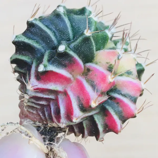 LB2178 × 緋牡丹錦 ハイブリッド サボテン ギムノカリキウム Gymnocalycium mihanovichii var. friedrichii cv. variegata × LB2178 hyb. - 画像 3