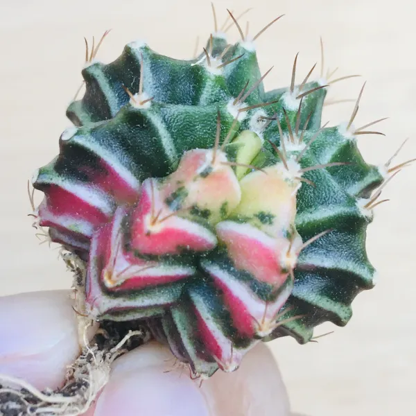 LB2178 × 緋牡丹錦 ハイブリッド サボテン ギムノカリキウム Gymnocalycium mihanovichii var. friedrichii cv. variegata × LB2178 hyb.
