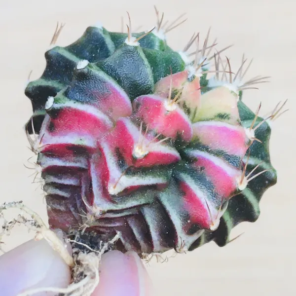 LB2178 × 緋牡丹錦 ハイブリッド サボテン ギムノカリキウム Gymnocalycium mihanovichii var. friedrichii cv. variegata × LB2178 hyb. - 画像 2